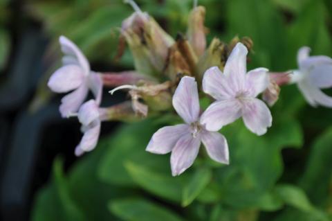 Saponaria officinalis