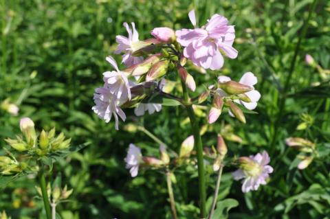 Saponaria officinalis 'Rosea Plena'