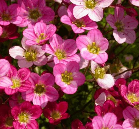 Saxifraga arendsii 'Blütenteppich'