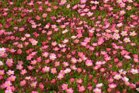 Saxifraga arendsii 'Pixie'