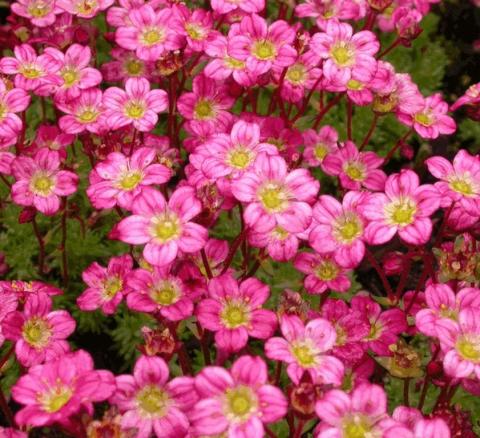 Saxifraga arendsii 'Peter Pan'