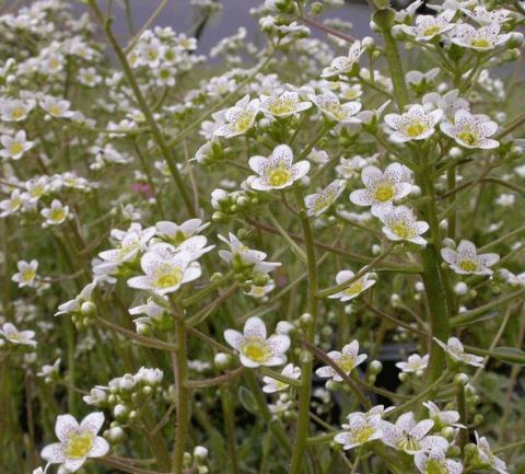 Saxifraga cotyledon