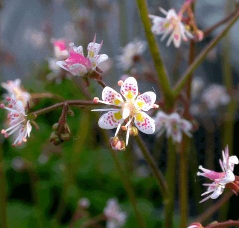 Saxifraga urbium (=umbrosa)