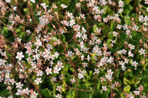 Saxifraga urbium 'Variegata'