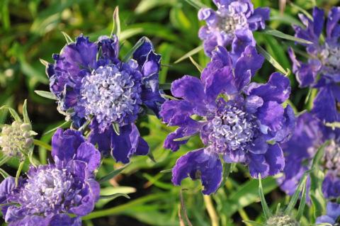 Scabiosa caucasica 'Fama'