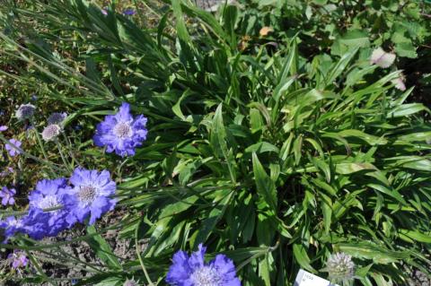 Scabiosa caucasica 'Stäfa'