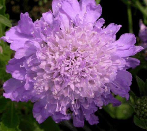 Scabiosa columbaria 'Butterfly Blue'