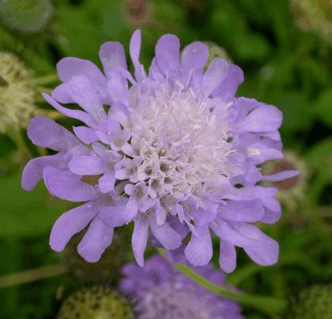 Scabiosa columbaria 'Nana'