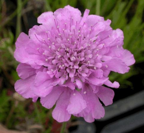 Scabiosa columbaria 'Pink Mist'