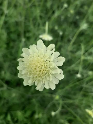 Scabiosa ochroleuca