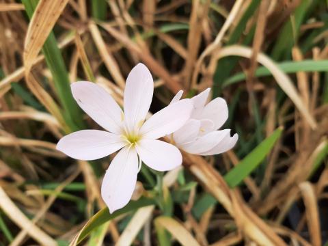 Schizostylis coccinea 'Alba'