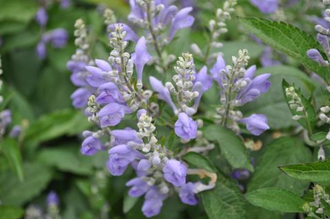 Scutellaria incana