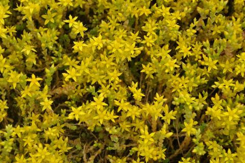 Sedum acre