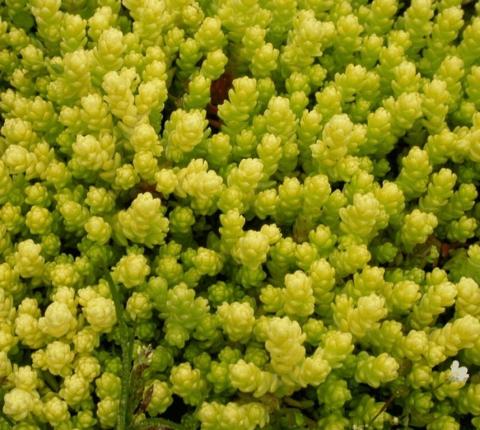 Sedum acre 'Yellow Queen'