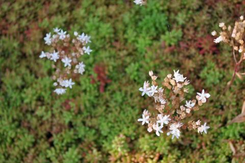 Sedum album 'Coral Carpet'