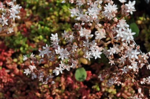 Sedum album 'Coral Carpet'