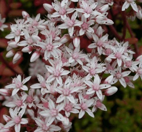 Sedum album 'Murale'