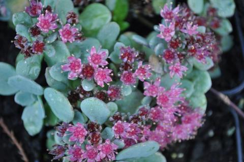 Sedum cauticola 'Lidakense'