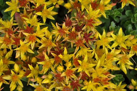 Sedum floriferum 'Weihenstephaner Gold'