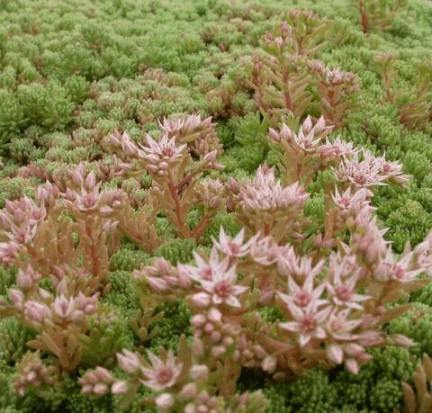 Sedum hispanicum