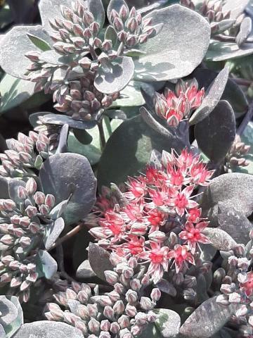 Sedum hybride 'Bertram Anderson'