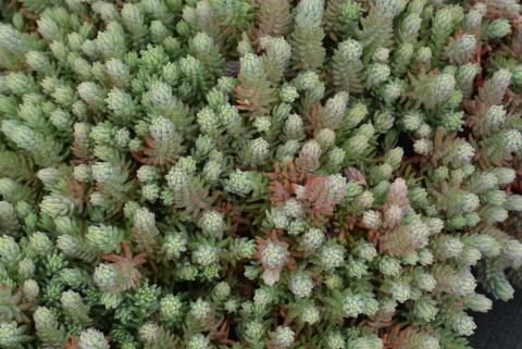 Sedum hybride 'Blue Spruce'