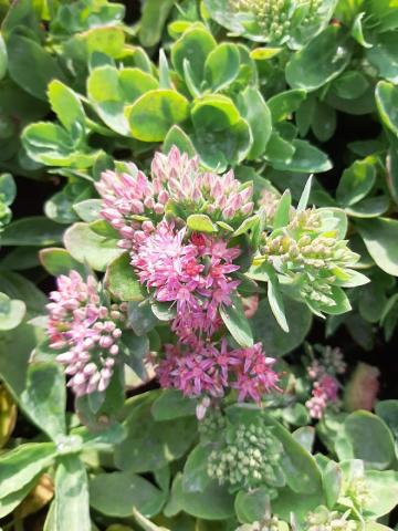 Sedum hybride 'Carl'