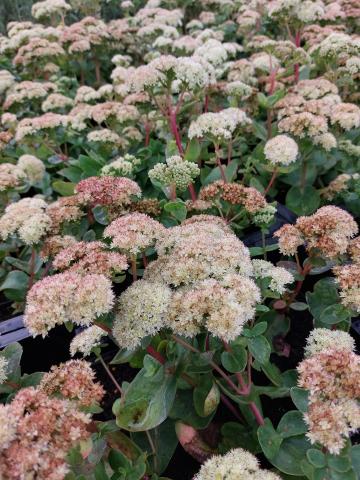 Sedum hybride 'Gooseberry Fool'