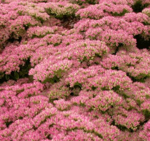 Sedum hybride 'Herbstfreude'