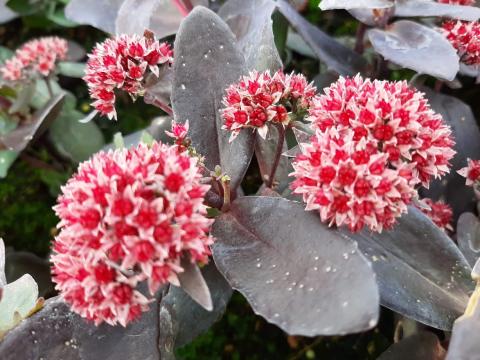 Sedum hybride 'Jose Aubergine'