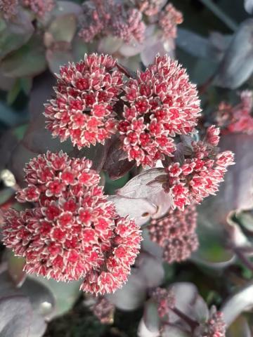 Sedum hybride 'Karfunkelstein'