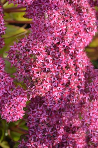 Sedum hybride 'Mister Goodbud' ®