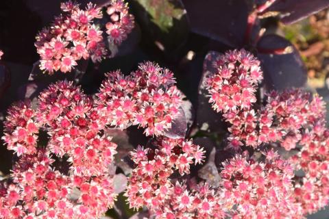 Sedum hybride 'Purple Emperor'