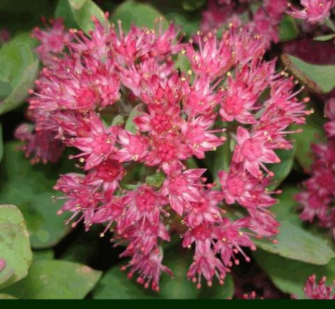 Sedum hybride 'Robustum'