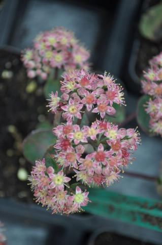 Sedum hybride 'Strawberry and Cream'