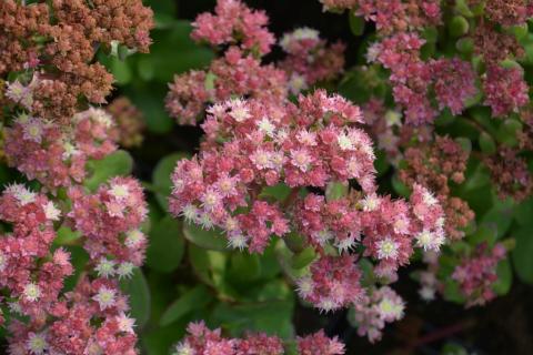 Sedum hybride 'Stewed Rhubarb Mountain'