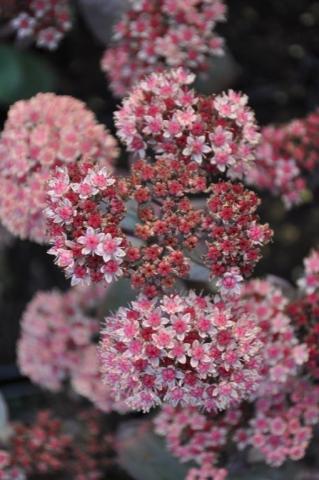 Sedum hybride 'Xenox' ®