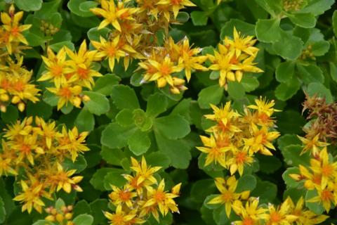 Sedum kamtschaticum
