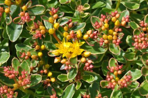 Sedum kamtschaticum 'Variegatum'