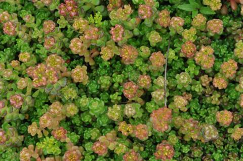 Sedum oreganum