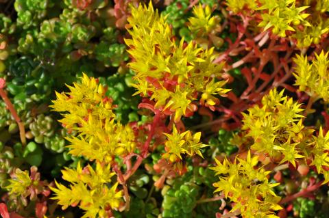 Sedum oreganum