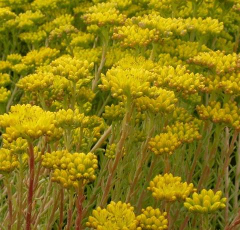 Sedum reflexum