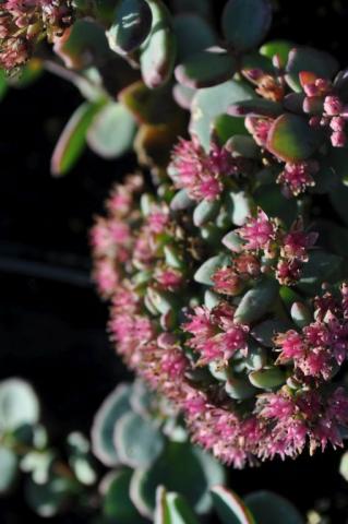 Sedum sieboldii