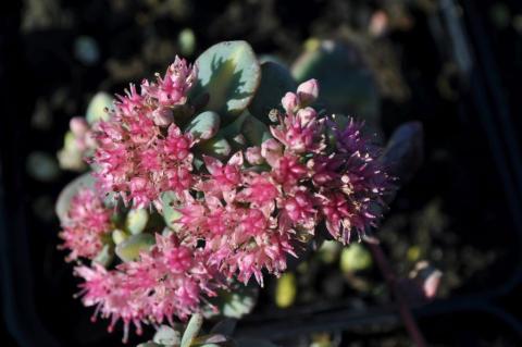 Sedum sieboldii 'Mediovariegatum'