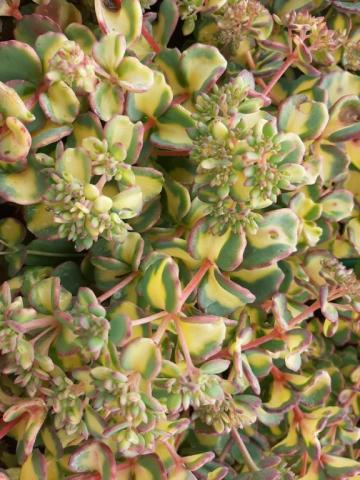 Sedum sieboldii 'Mediovariegatum'