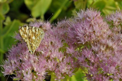 Sedum spectabile 'Brillant'