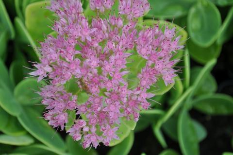 Sedum spectabile 'Carmen'