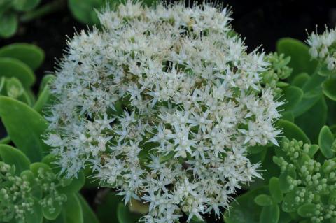 Sedum spectabile 'Iceberg'