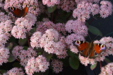 Sedum spectabile 'Matrona'