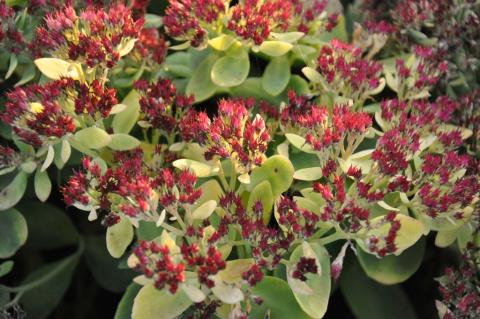 Sedum spectabile 'Meteor'